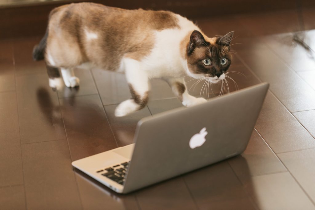パソコンに近づく猫
