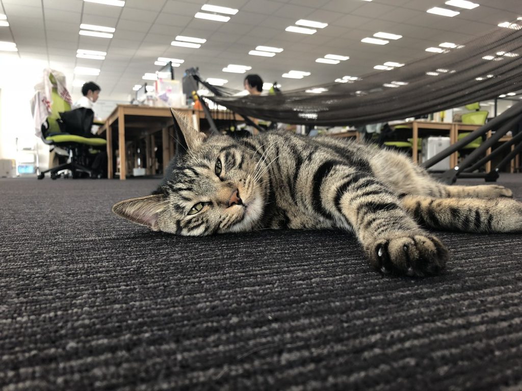 会社にいる猫